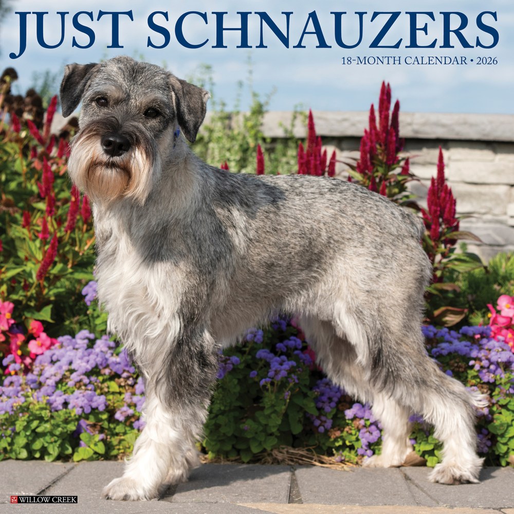 2026 Willow Creek Press Animals Monthly Wall Calendar, 12in x 12in, Schnauzers, January To December, 52686