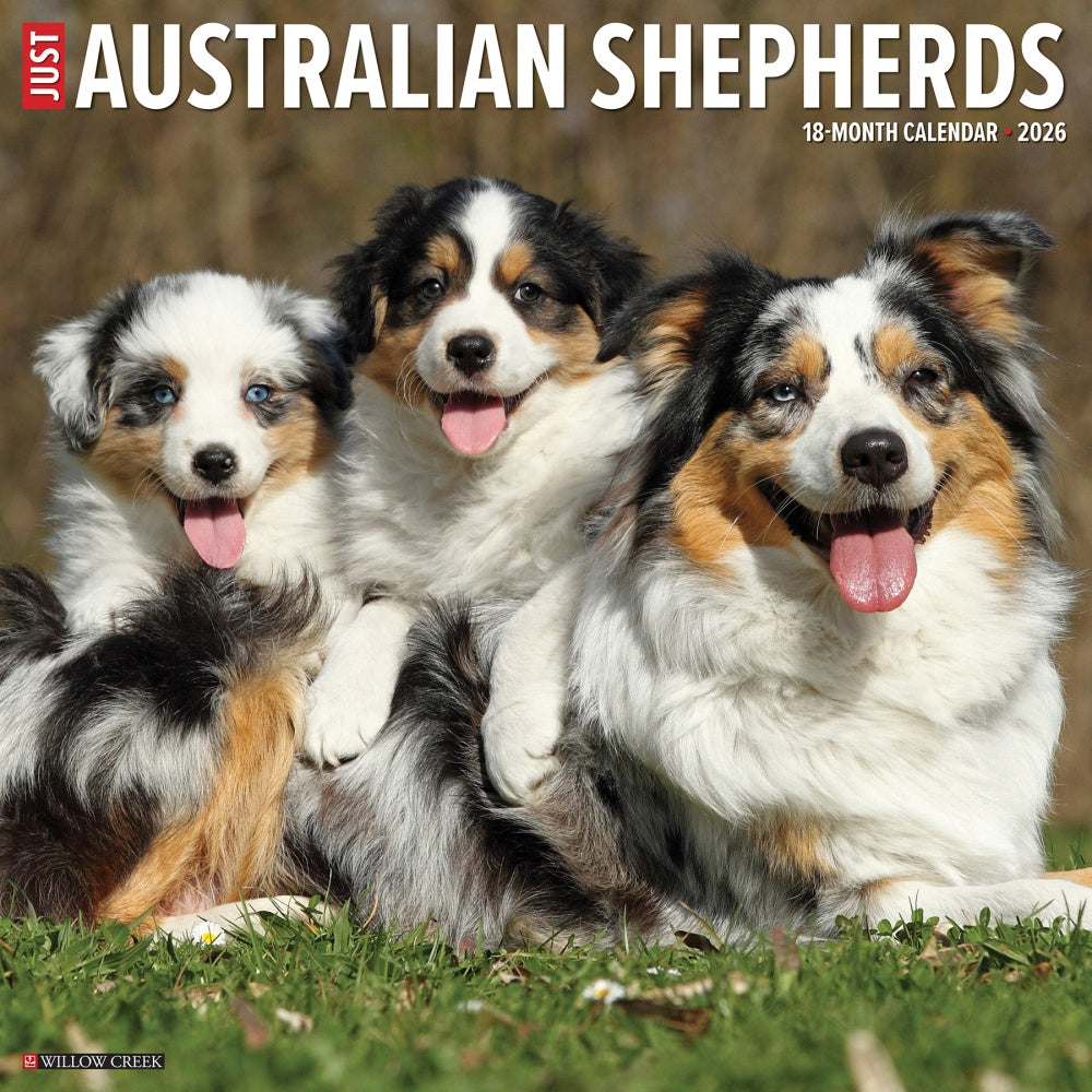 2026 Willow Creek Press Animals Monthly Wall Calendar, 12in x 12in, Australian Shepherds, January To December, 49983