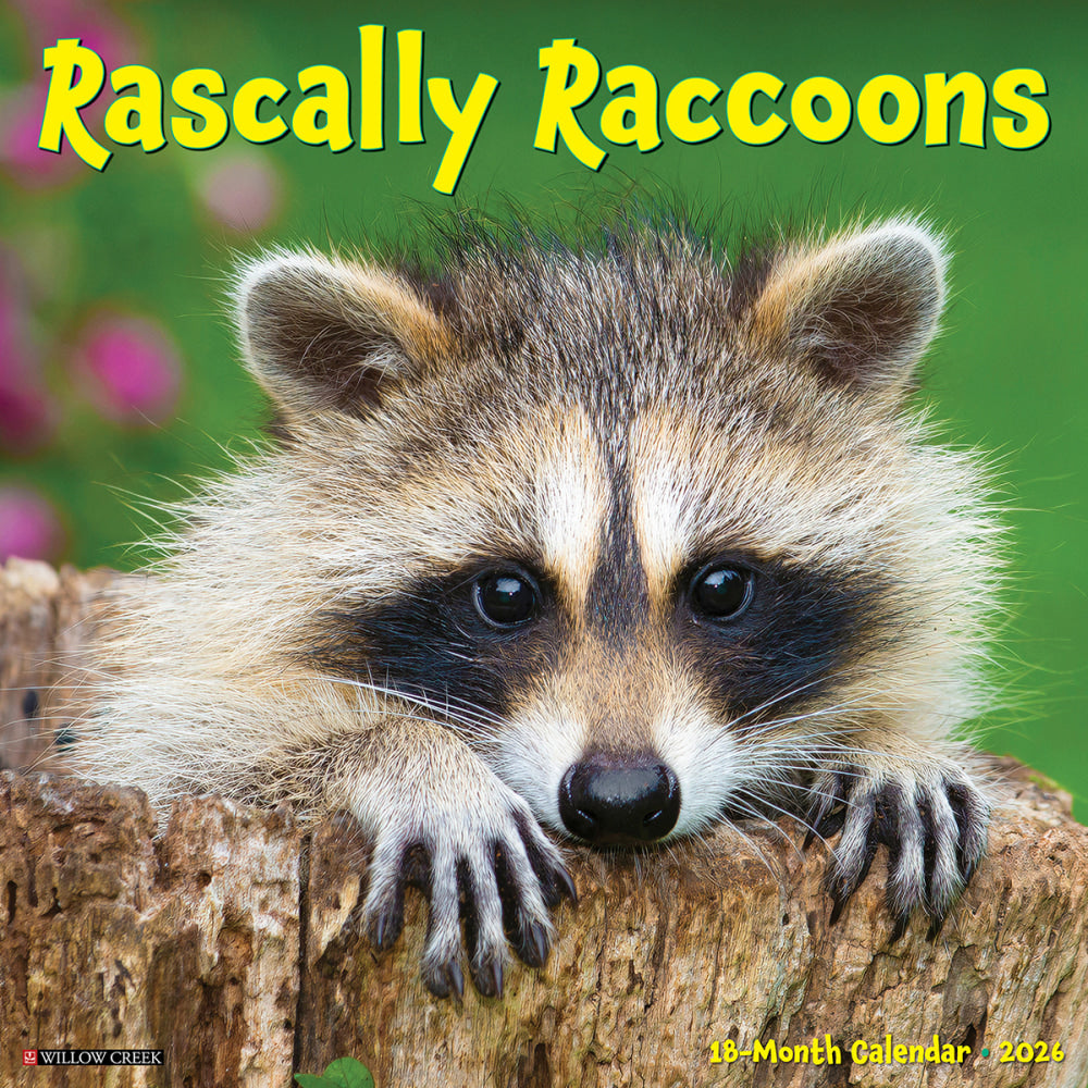 2026 Willow Creek Press Humor & Comics Monthly Wall Calendar, 12in x 12in, Rascally Raccoons, January To December, 52570