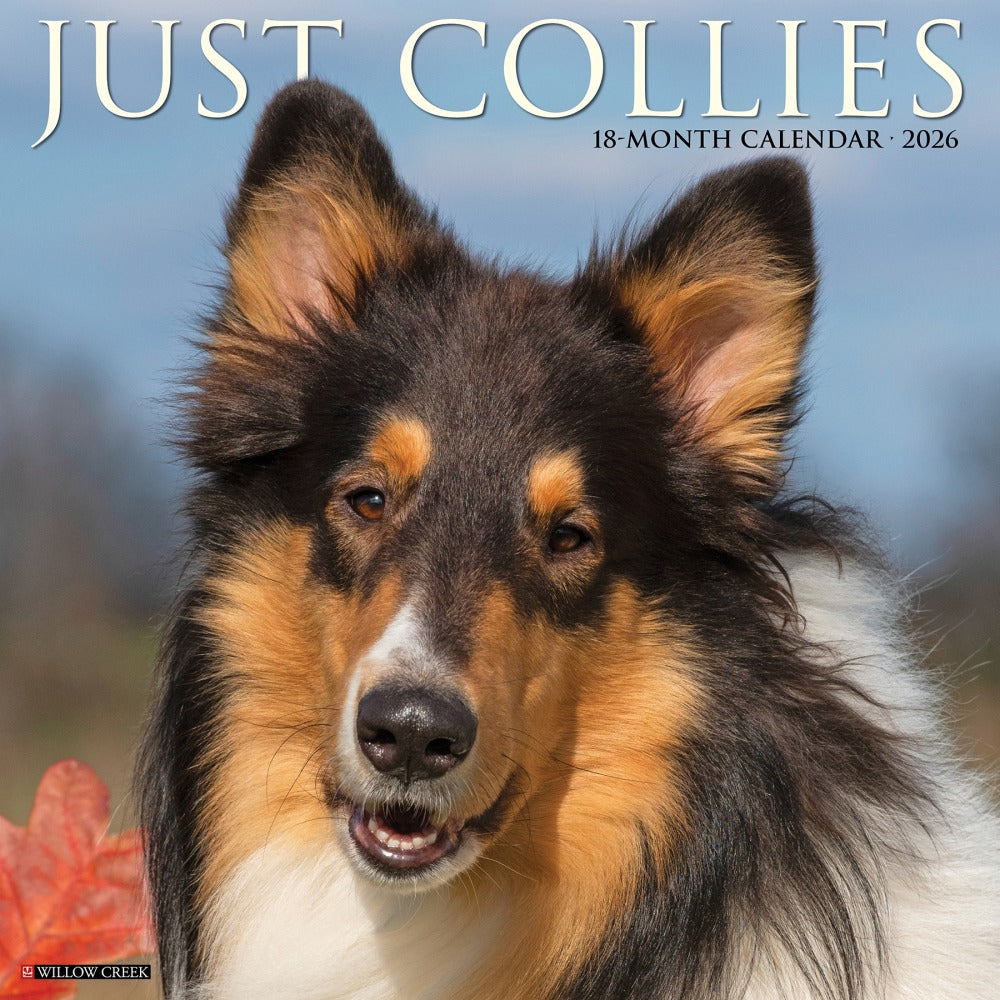 2026 Willow Creek Press Animals Monthly Wall Calendar, 12in x 12in, Collies, January To December, 50804
