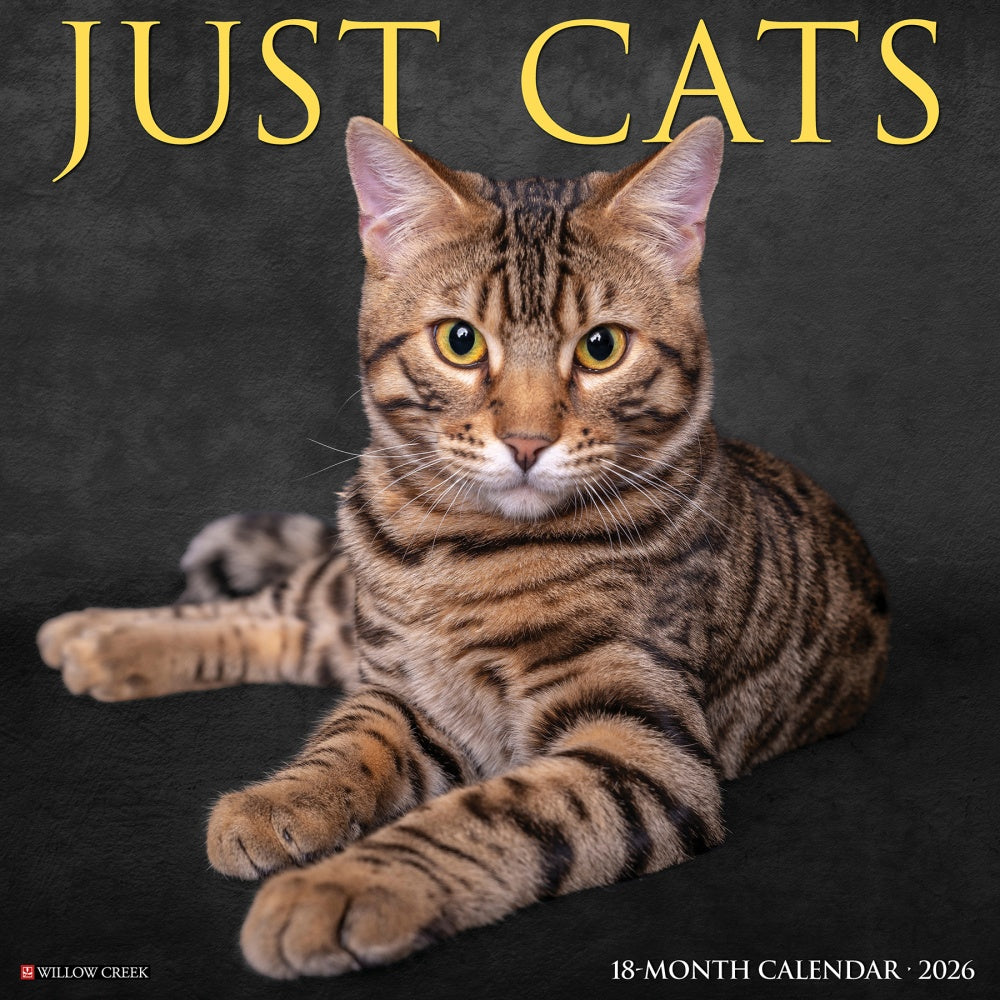 2026 Willow Creek Press Animals Monthly Wall Calendar, 12in x 12in, Cats, January To December, 50613