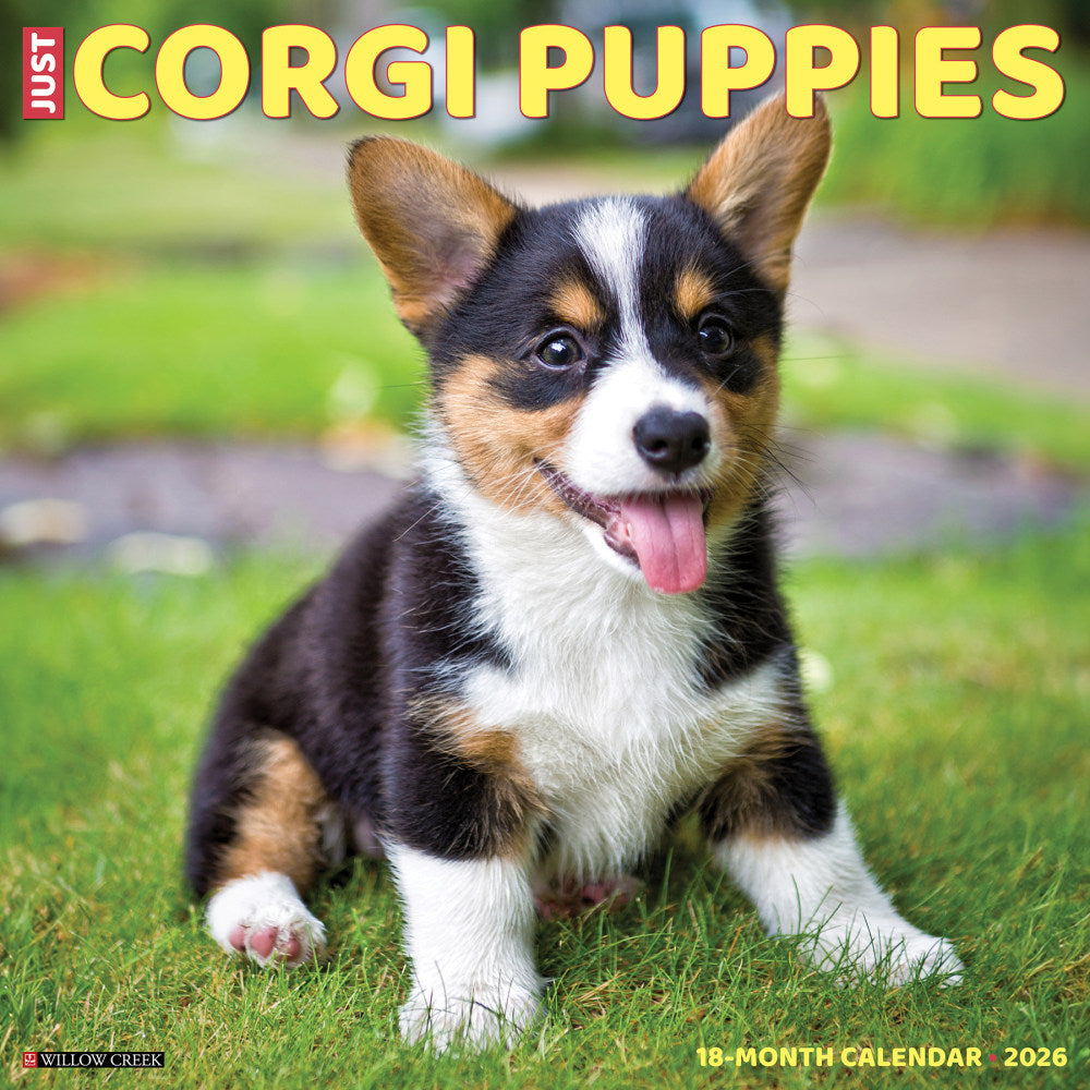 2026 Willow Creek Press Art & Design Monthly Wall Calendar, 12in x 12in, Corgi Puppies, January To December, 50811