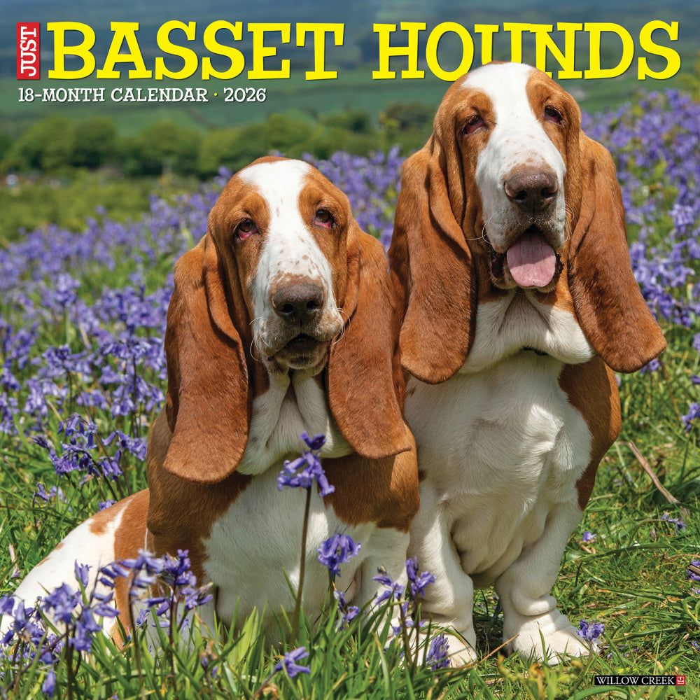 2026 Willow Creek Press Animals Monthly Wall Calendar, 12in x 12in, Basset Hounds, January To December, 50095