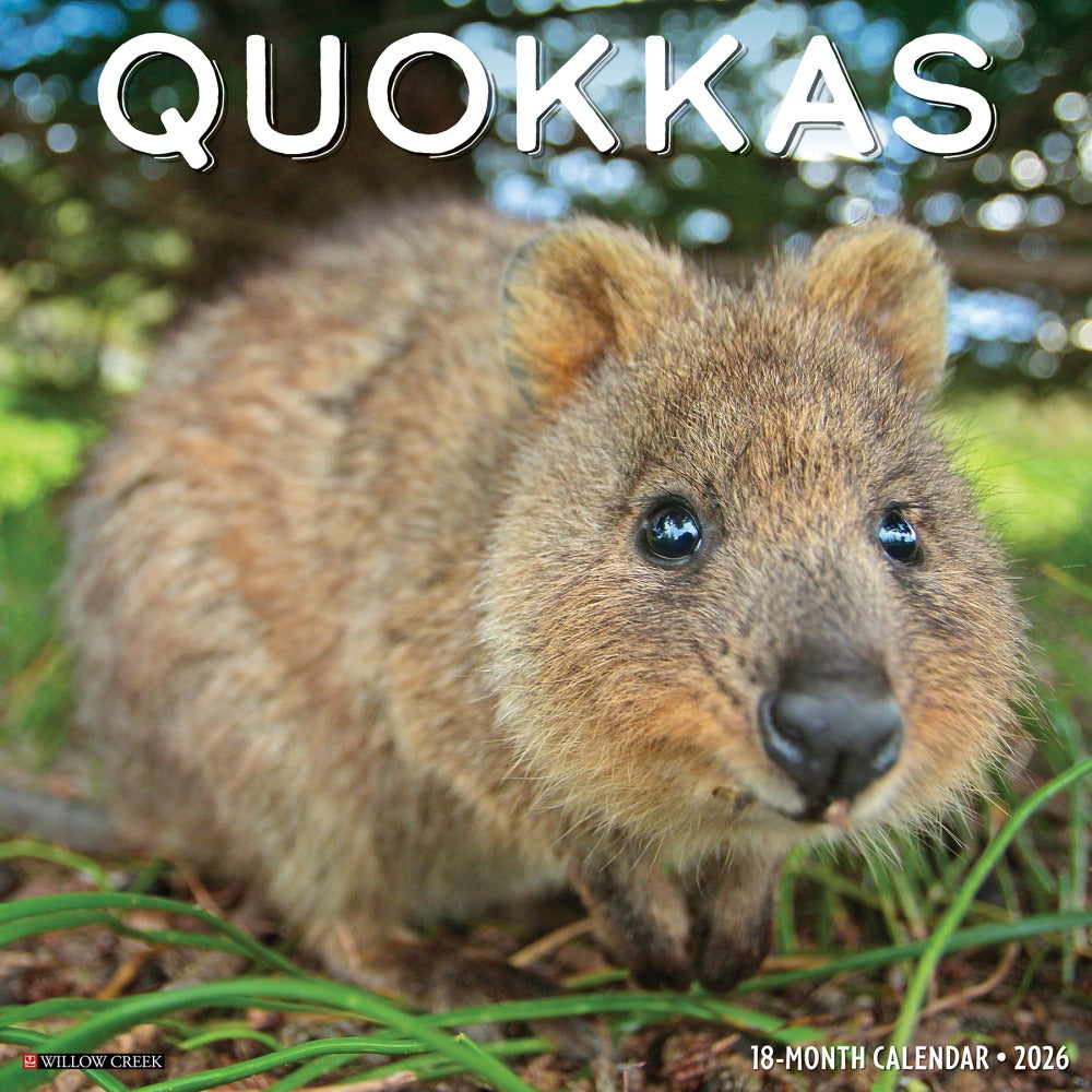 2026 Willow Creek Press Animals Monthly Wall Calendar, 12in x 12in, Quokkas, January To December, 52532
