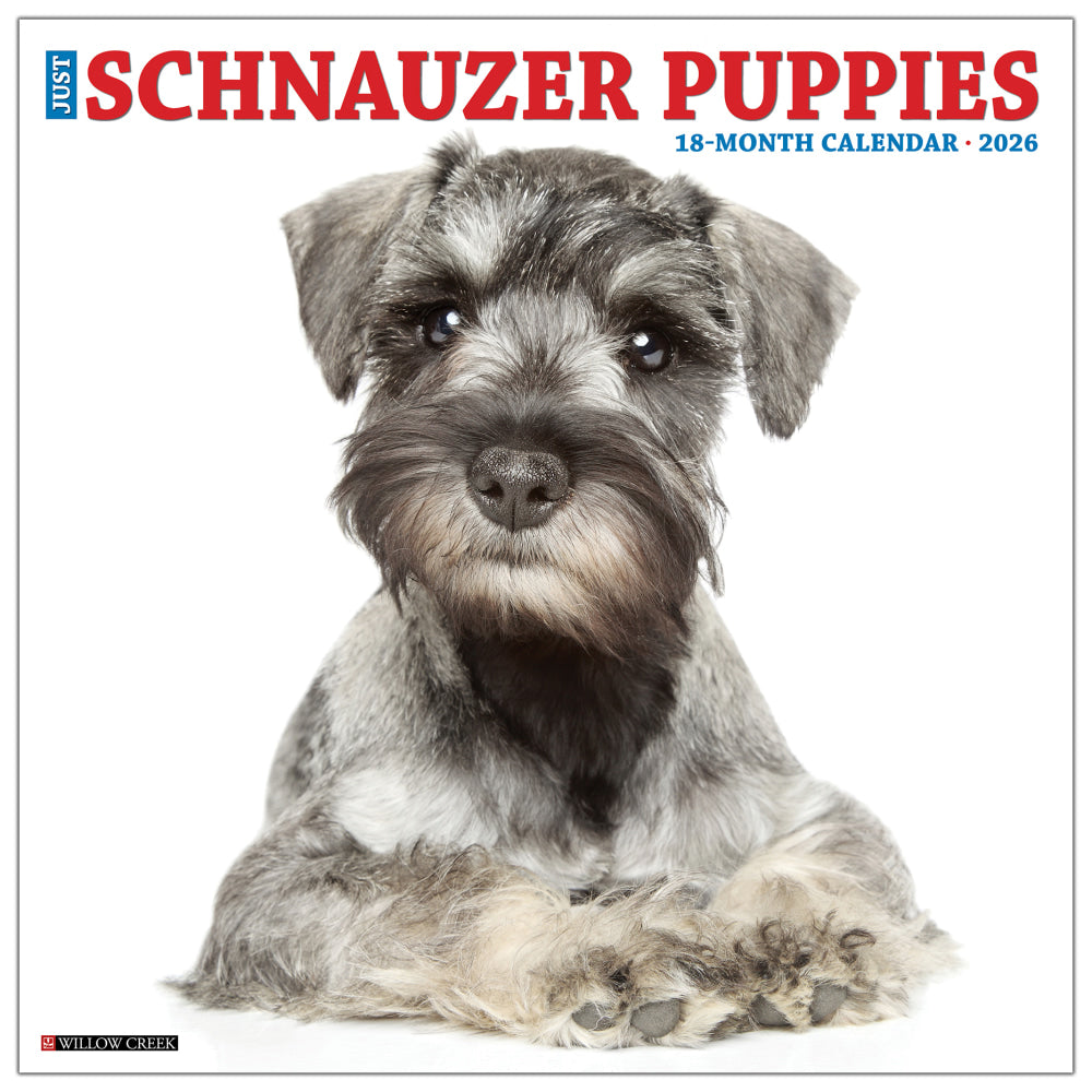 2026 Willow Creek Press Animals Monthly Wall Calendar, 12in x 12in, Schnauzer Puppies, January To December, 52679