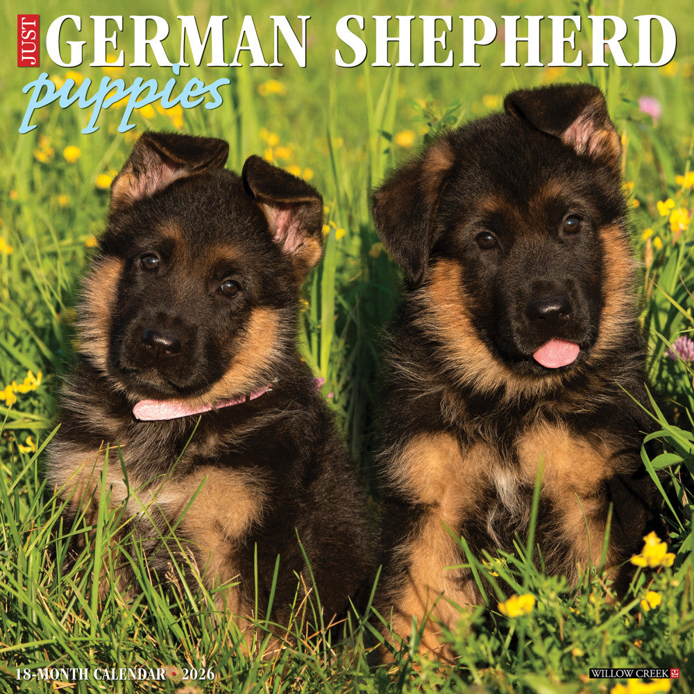 2026 Willow Creek Press Animals Monthly Wall Calendar, 12in x 12in, German Shepherd Puppies, January To December, 51221