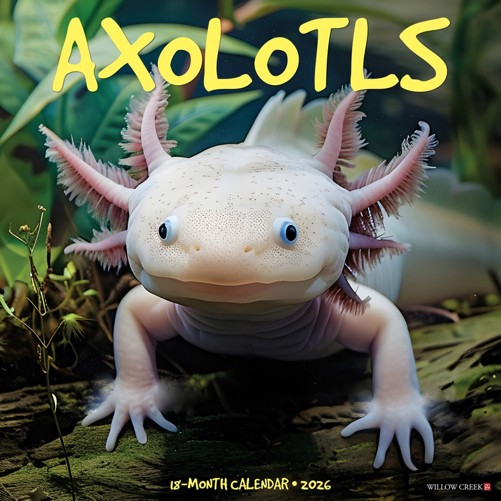2026 Willow Creek Press Animals Monthly Wall Calendar, 12in x 12in, Axolotls, January To December, 49990