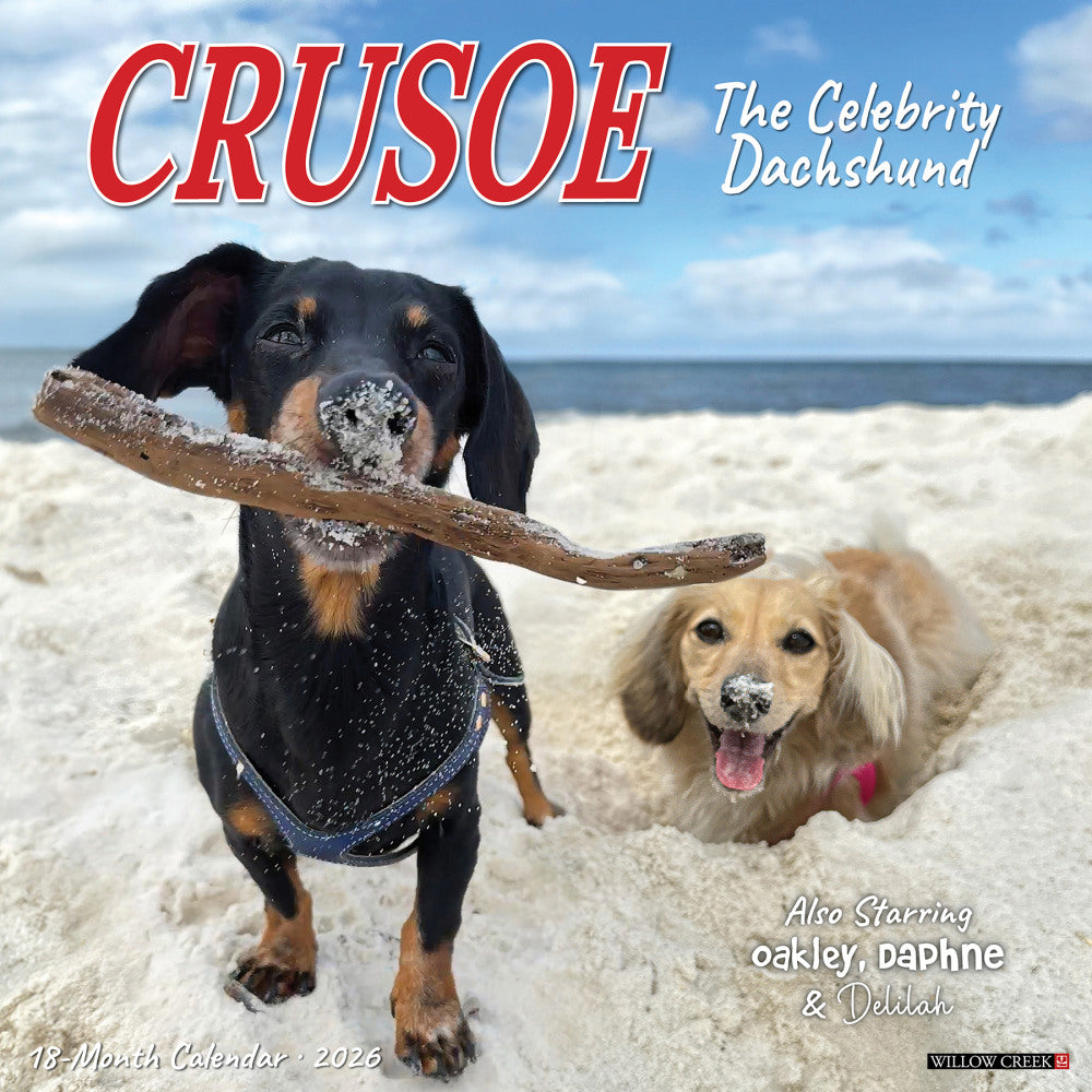 2026 Willow Creek Press Animals Monthly Wall Calendar, 12in x 12in, Crusoe the Celebrity Dachshund, January To December, 50910