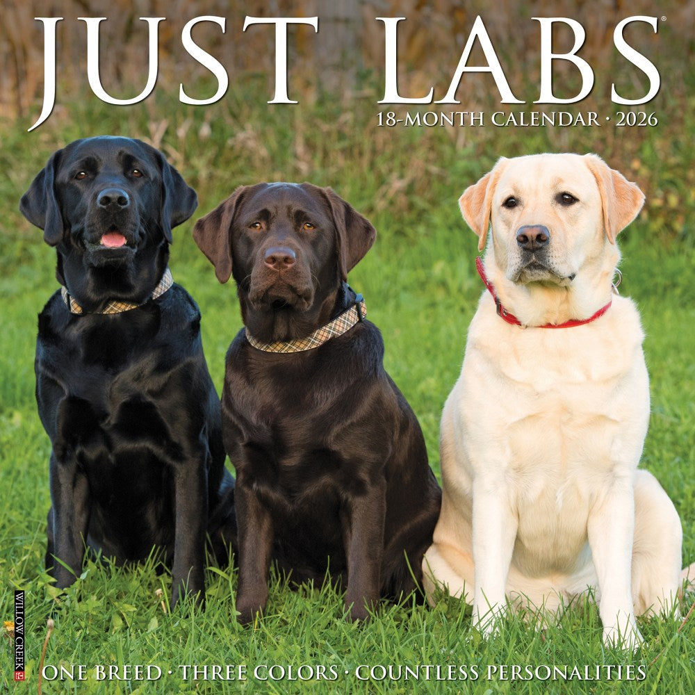 2026 Willow Creek Press Animals Monthly Wall Calendar, 12in x 12in, Labs, January To December, 51733