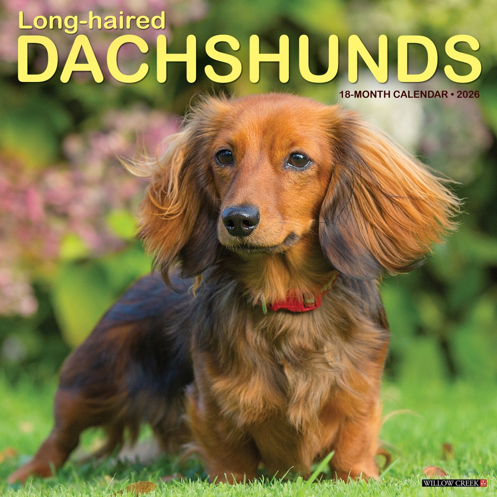 2026 Willow Creek Press Animals Monthly Wall Calendar, 12in x 12in, Longhaired Dachshunds, January To December, 55939