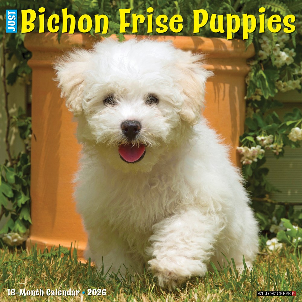 2026 Willow Creek Press Animals Monthly Wall Calendar, 12in x 12in, Bichon Frise Puppies, January To December, 50231