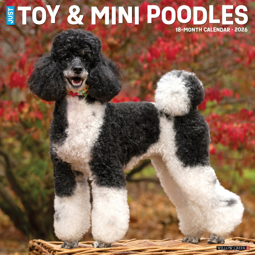 2026 Willow Creek Press Animals Monthly Wall Calendar, 12in x 12in, Toy & Miniature Poodles, January To December, 55588