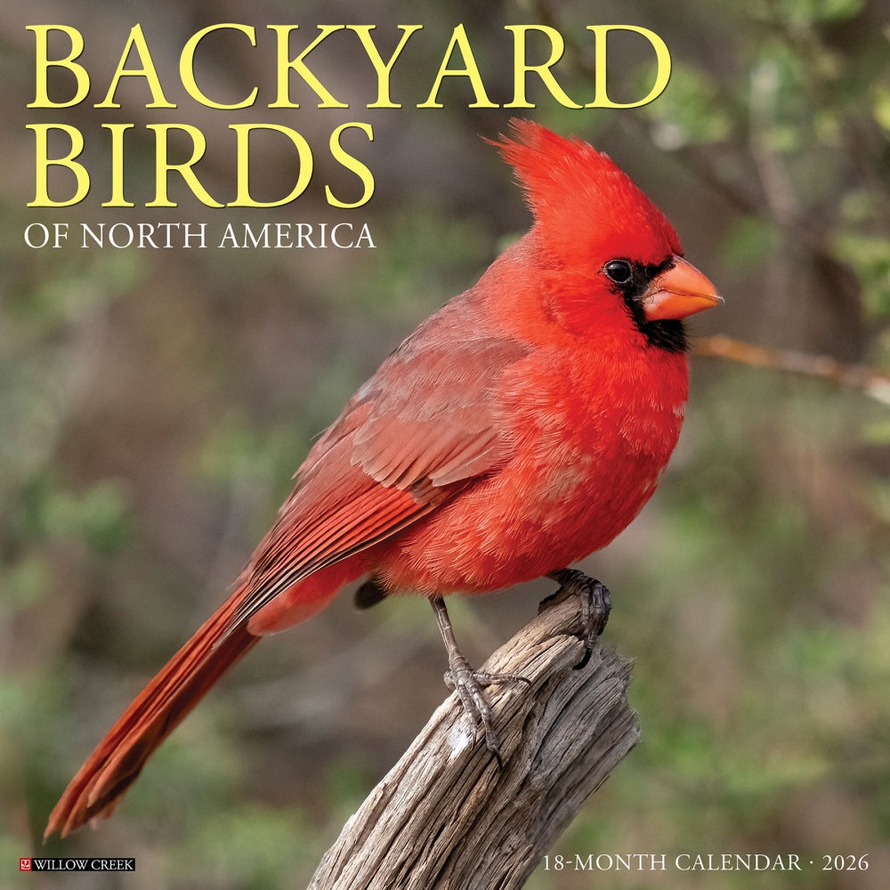 2026 Willow Creek Press Animals Monthly Wall Calendar, 12in x 12in, Backyard Birds, January To December, 50026
