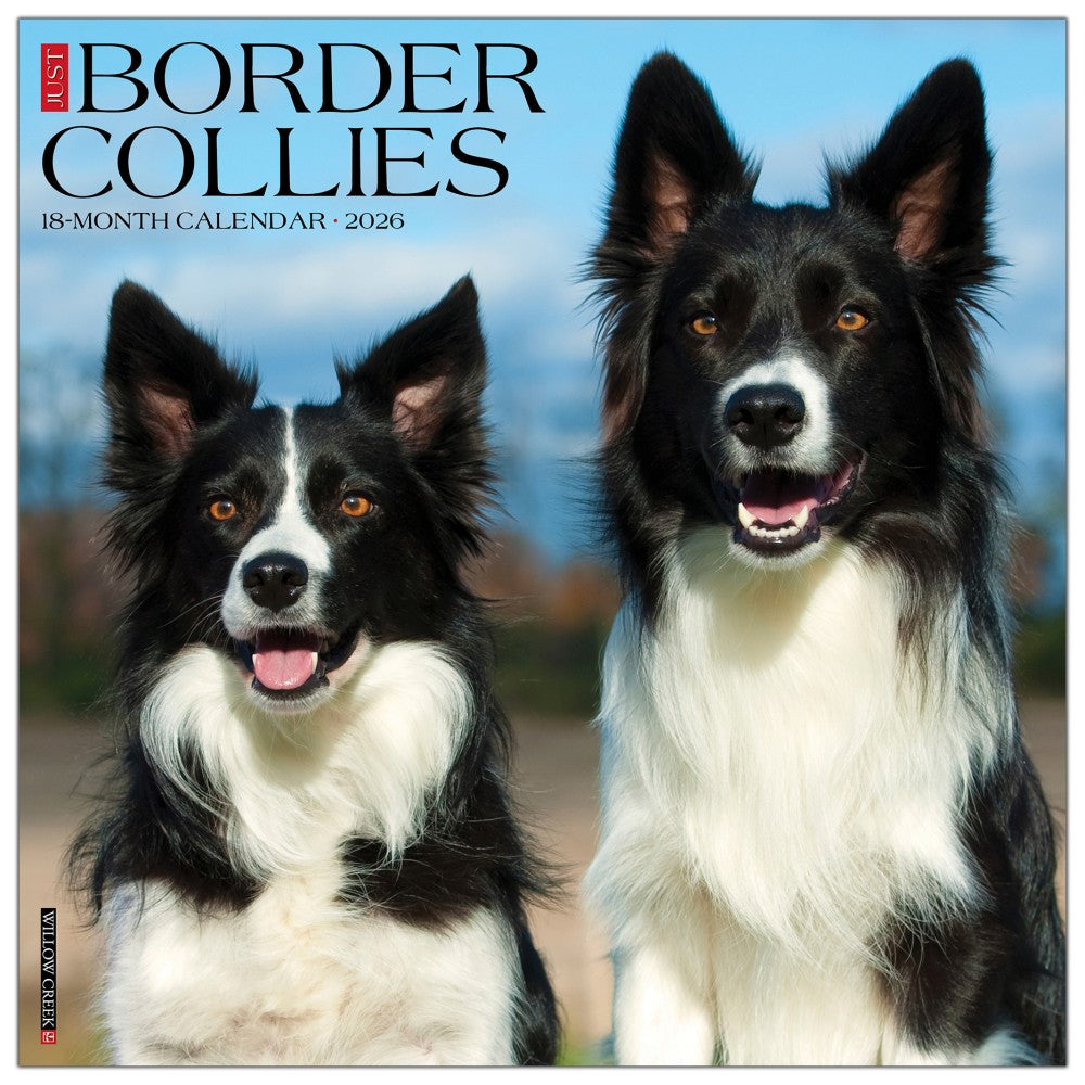 2026 Willow Creek Press Animals Monthly Wall Calendar, 12in x 12in, Border Collies, January To December, 50323