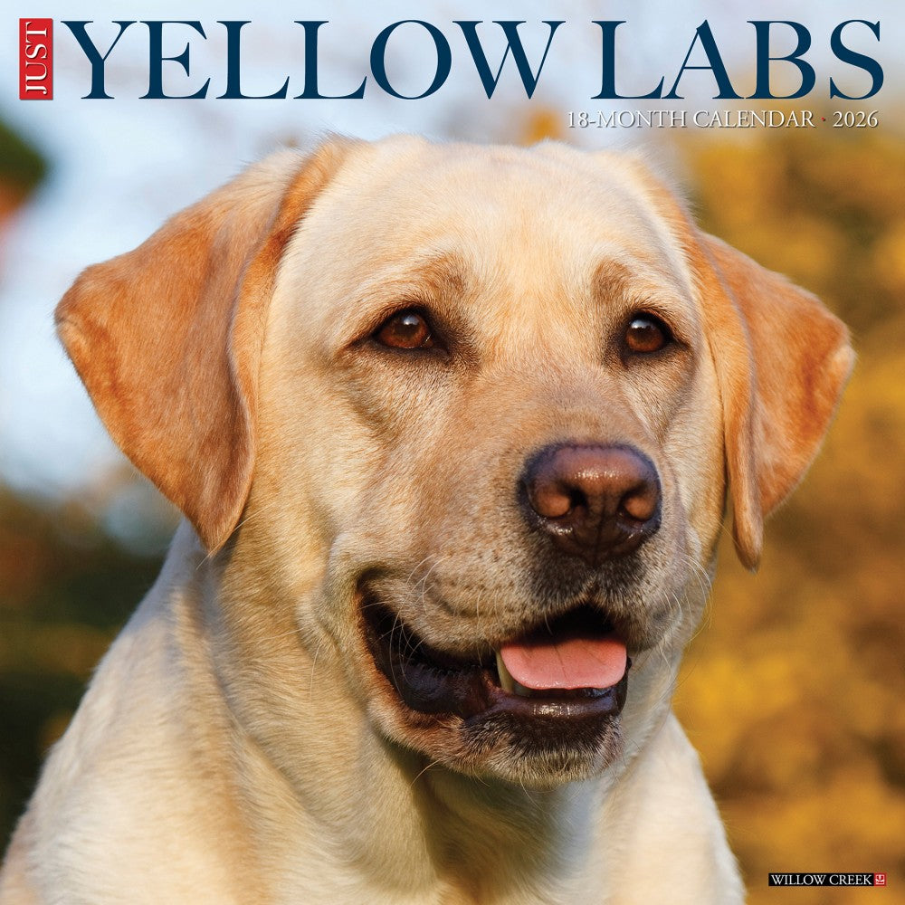 2026 Willow Creek Press Animals Monthly Wall Calendar, 12in x 12in, Yellow Labs, January To December, 53355