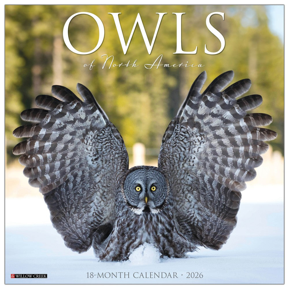 2026 Willow Creek Press Animals Monthly Wall Calendar, 12in x 12in, Owls, January To December, 52266