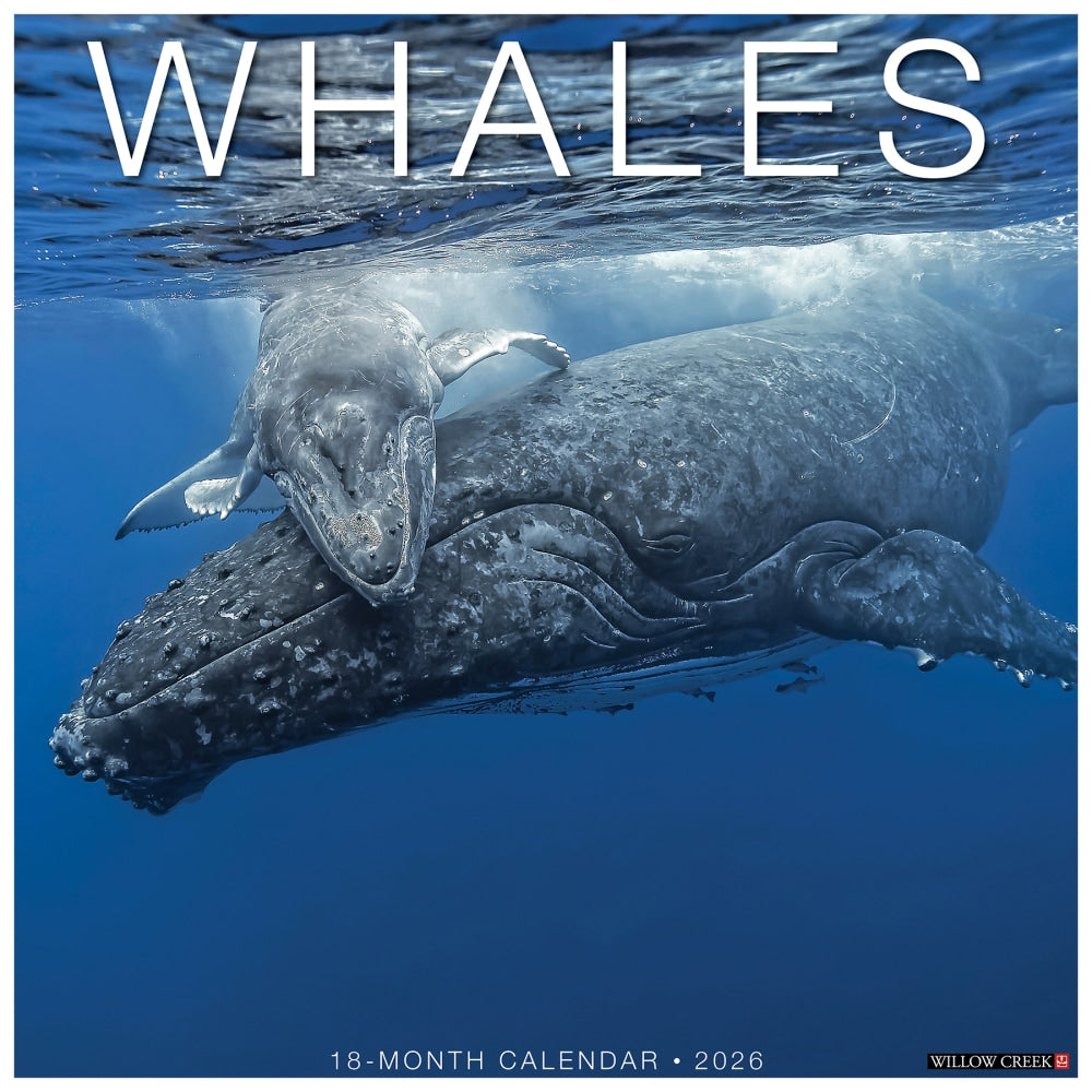 2026 Willow Creek Press Animals Monthly Wall Calendar, 12in x 12in, Whales, January To December, 53140