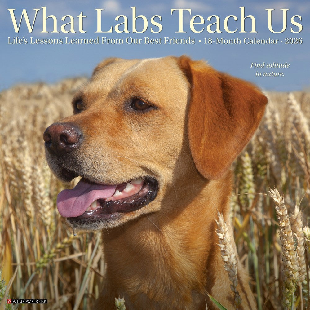2026 Willow Creek Press Animals Monthly Wall Calendar, 12in x 12in, What Labs Teach Us, January To December, 53218