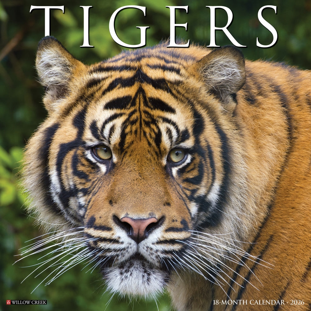 2026 Willow Creek Press Animals Monthly Wall Calendar, 12in x 12in, Tigers, January To December, 52969