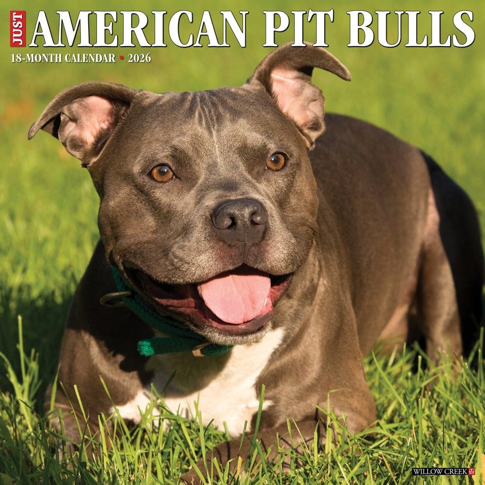 2026 Willow Creek Press Art & Design Monthly Wall Calendar, 12in x 12in, American Pit Bull Terriers, January To December, 49846