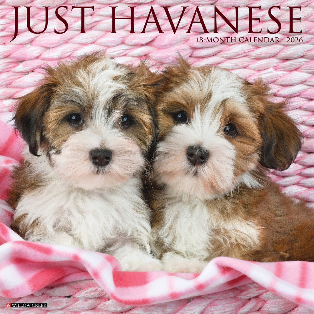 2026 Willow Creek Press Animals Monthly Wall Calendar, 12in x 12in, Havanese, January To December, 51443