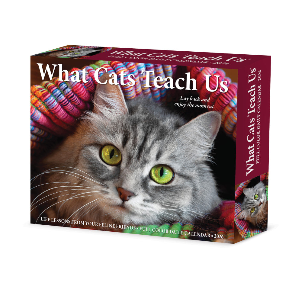 2026 Willow Creek Press Page-A-Day Daily Desk Calendar, 6-1/4in x 5-1/2in, What Cats Teach Us, January To December, 54505