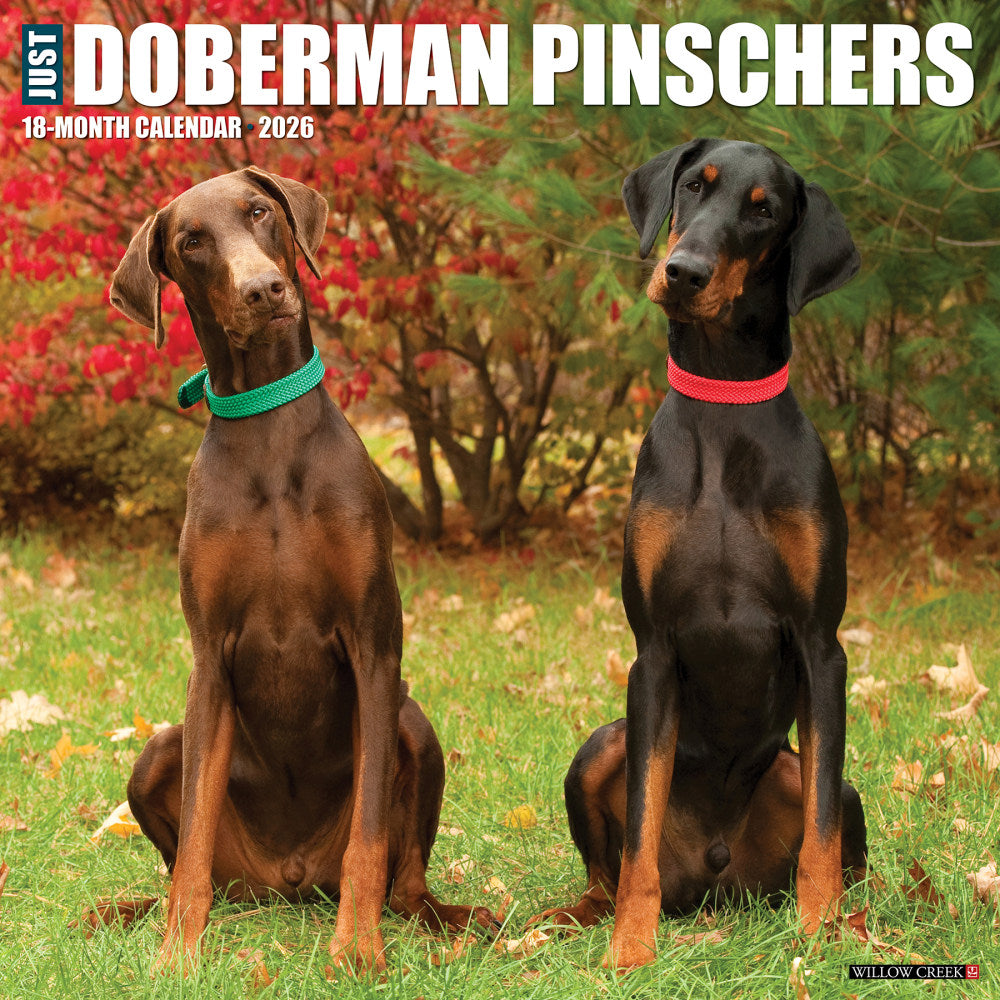 2026 Willow Creek Press Animals Monthly Wall Calendar, 12in x 12in, Doberman Pinschers, January To December, 55397