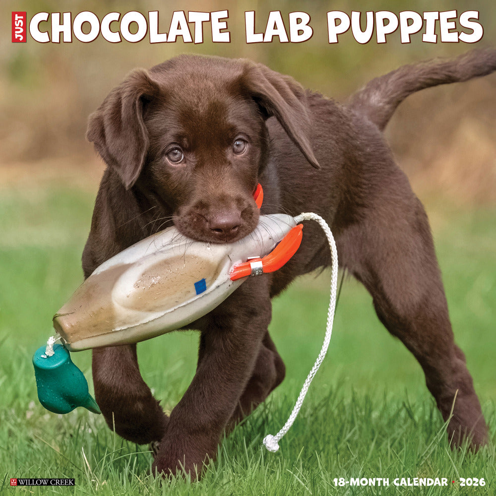 2026 Willow Creek Press Art & Design Monthly Wall Calendar, 12in x 12in, Chocolate Lab Puppies, January To December, 55359