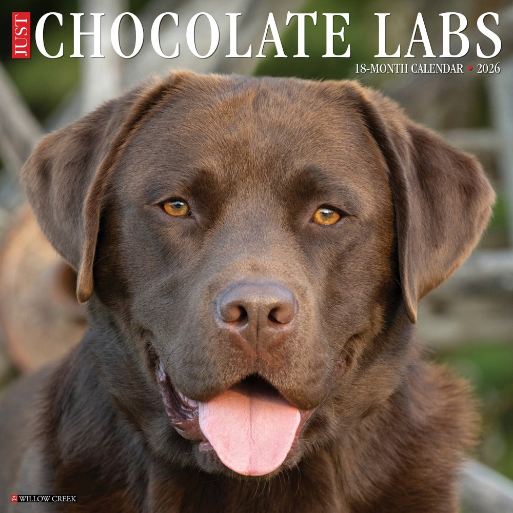2026 Willow Creek Press Animals Monthly Wall Calendar, 12in x 12in, Chocolate Labs, January To December, 50705