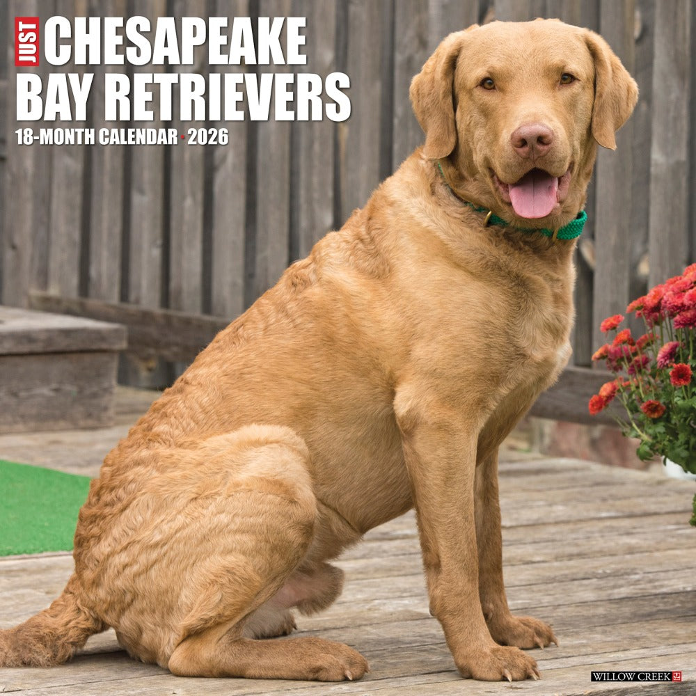 2026 Willow Creek Press Art & Design Monthly Wall Calendar, 12in x 12in, Chesapeake Bay Retrievers, January To December, 50668