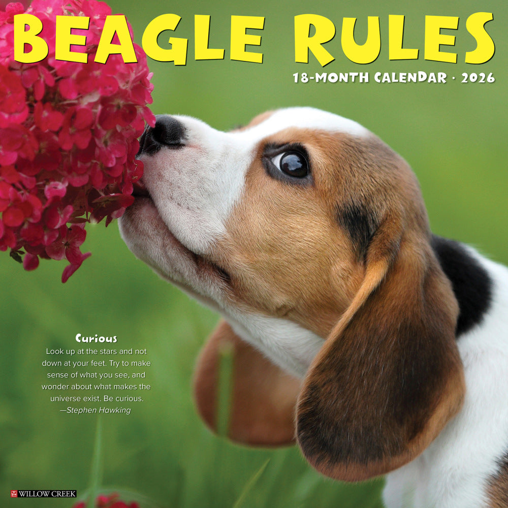 2026 Willow Creek Press Animals Monthly Wall Calendar, 12in x 12in, Beagle Rules, January To December, 50149