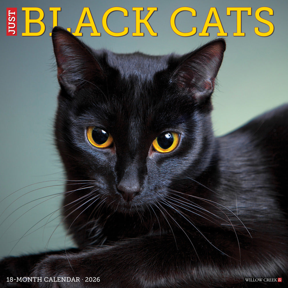 2026 Willow Creek Press Animals Monthly Wall Calendar, 12in x 12in, Black Cats, January To December, 50286