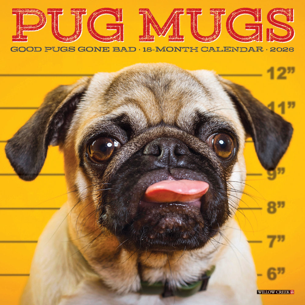 2026 Willow Creek Press Monthly Mini Wall Calendar, 7in x 7in, Pug Mugs, January To December, 53713