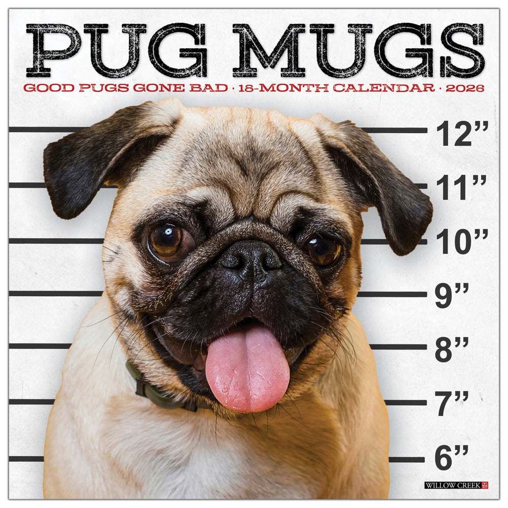 2026 Willow Creek Press Animals Monthly Wall Calendar, 12in x 12in, Pug Mugs, January To December, 52488