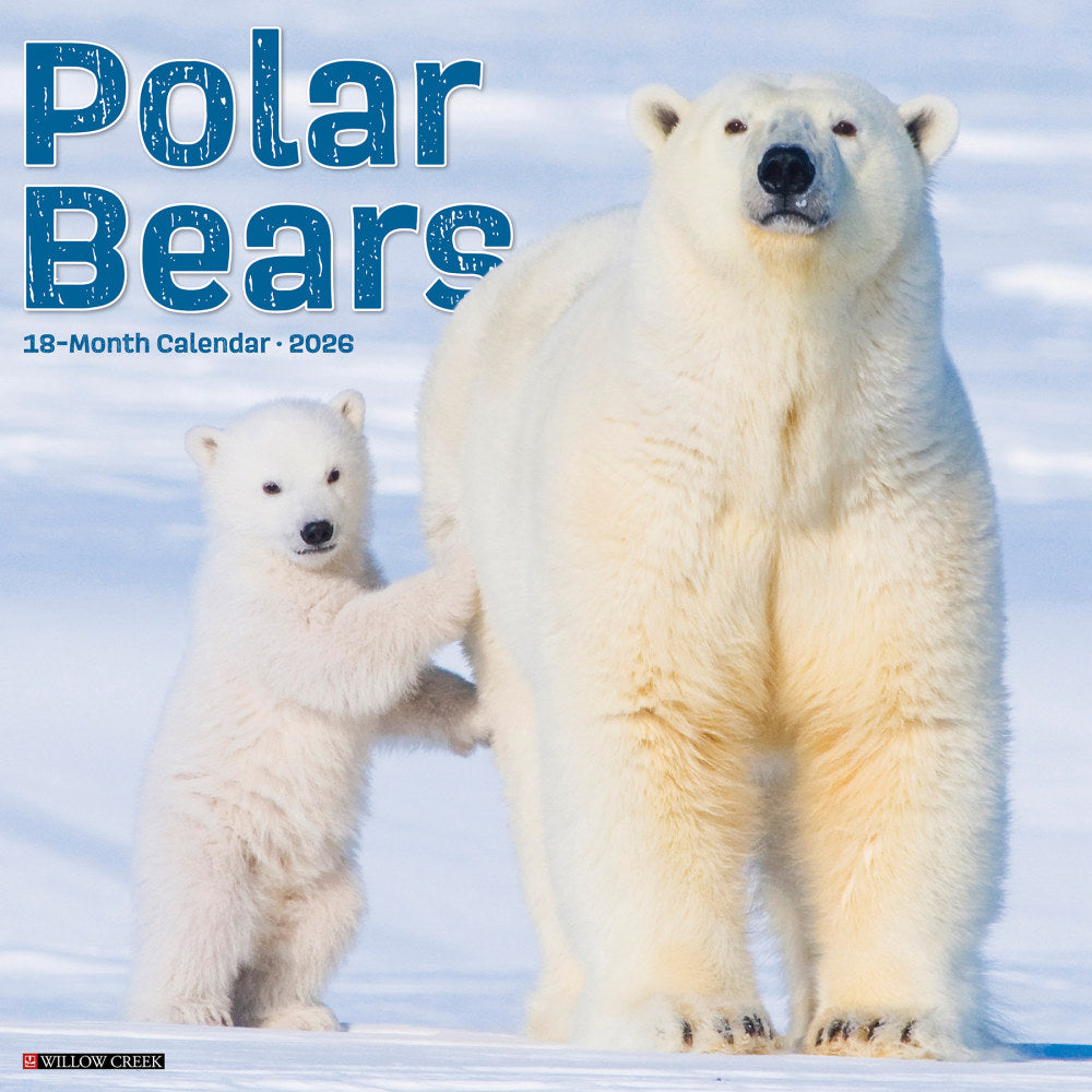 2026 Willow Creek Press Animals Monthly Wall Calendar, 12in x 12in, Polar Bears, January To December, 56059