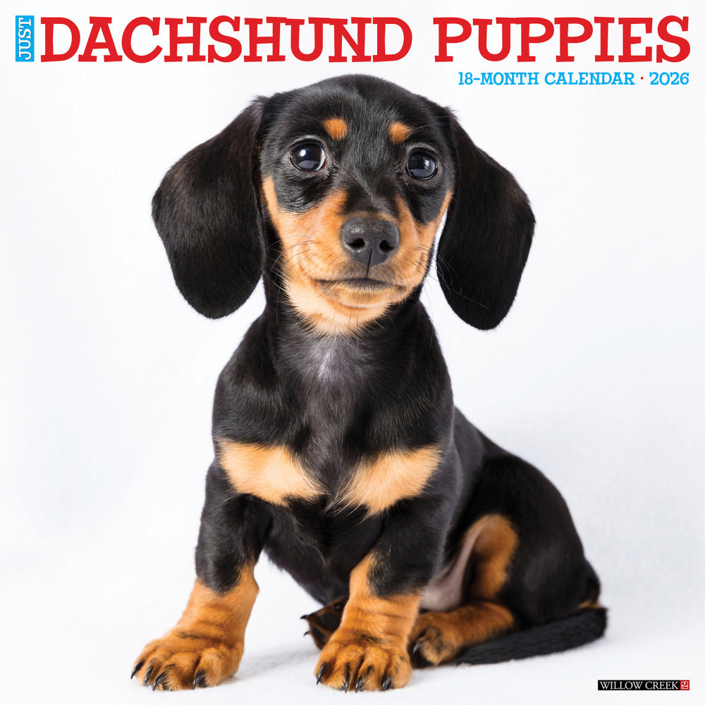 2026 Willow Creek Press Animals Monthly Wall Calendar, 12in x 12in, Dachshund Puppies, January To December, 50927