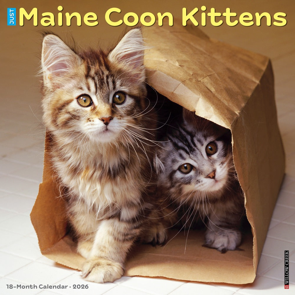 2026 Willow Creek Press Animals Monthly Wall Calendar, 12in x 12in, Maine Coon Kittens, January To December, 51856