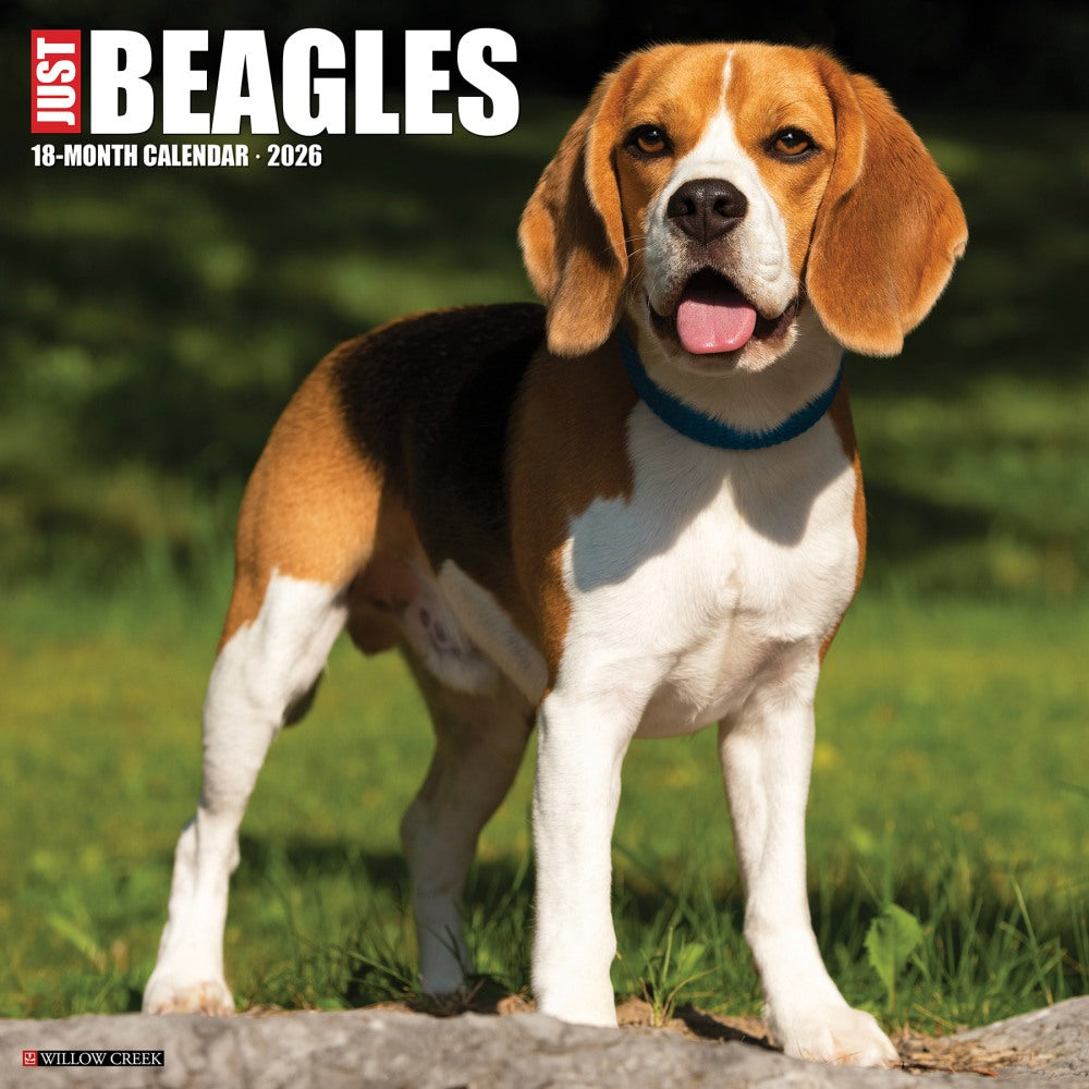 2026 Willow Creek Press Art & Design Monthly Wall Calendar, 12in x 12in, Beagles, January To December, 50156
