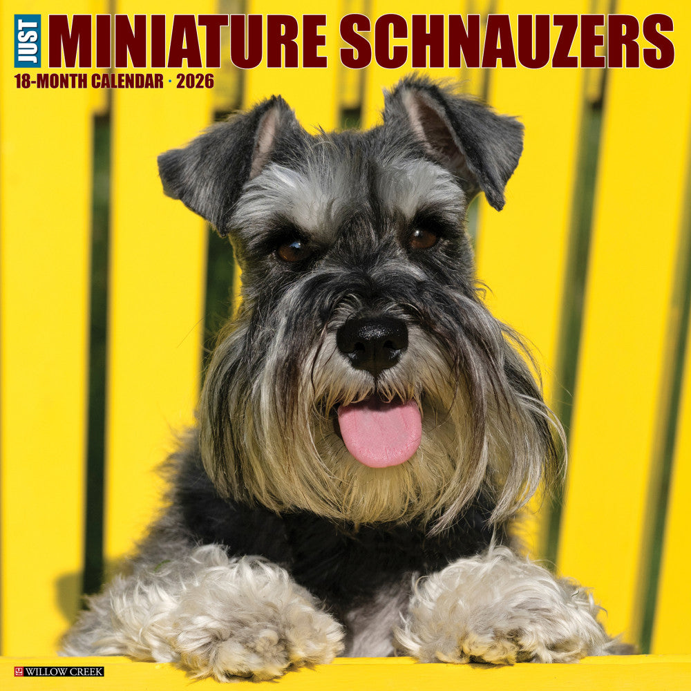2026 Willow Creek Press Animals Monthly Wall Calendar, 12in x 12in, Miniature Schnauzers, January To December, 55502