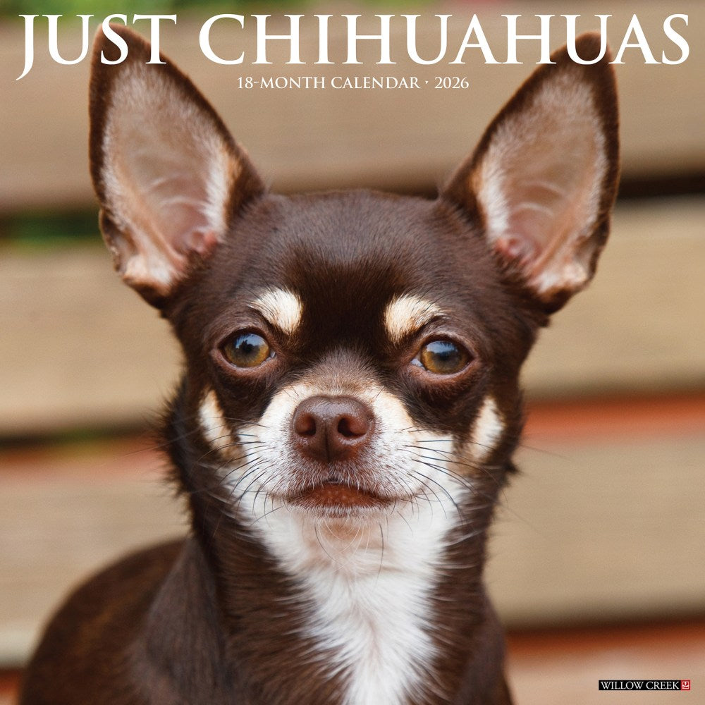 2026 Willow Creek Press Animals Monthly Wall Calendar, 12in x 12in, Chihuahuas, January To December, 50699