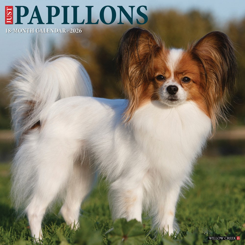 2026 Willow Creek Press Animals Monthly Wall Calendar, 12in x 12in, Papillons, January To December, 52303