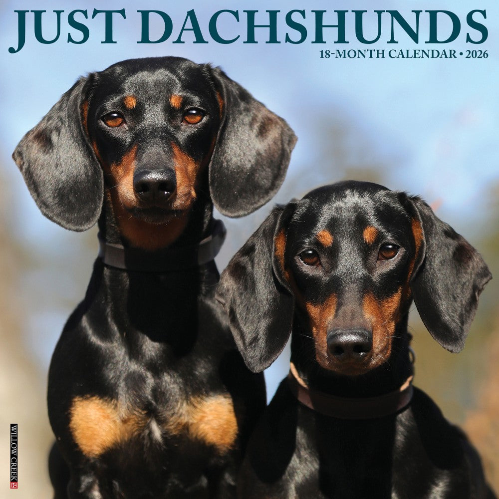 2026 Willow Creek Press Animals Monthly Wall Calendar, 12in x 12in, Dachshunds, January To December, 50941