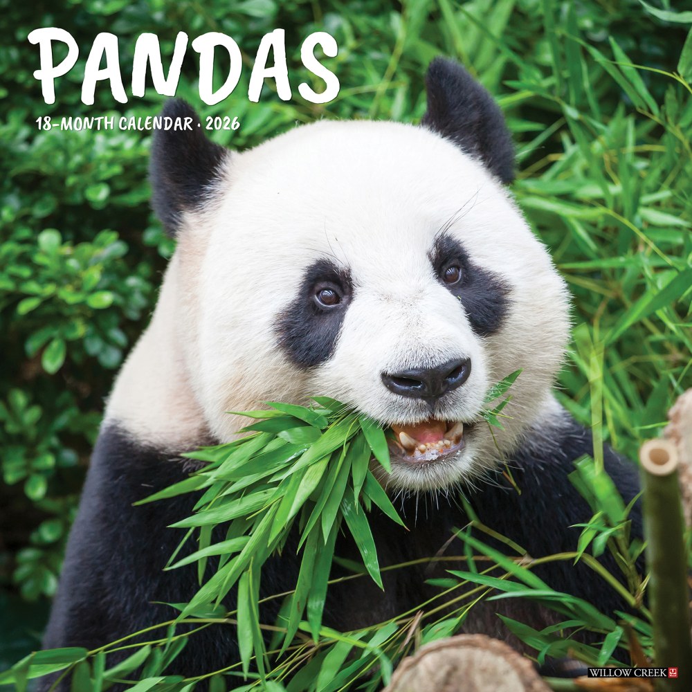 2026 Willow Creek Press Animals Monthly Wall Calendar, 12in x 12in, Pandas, January To December, 56042