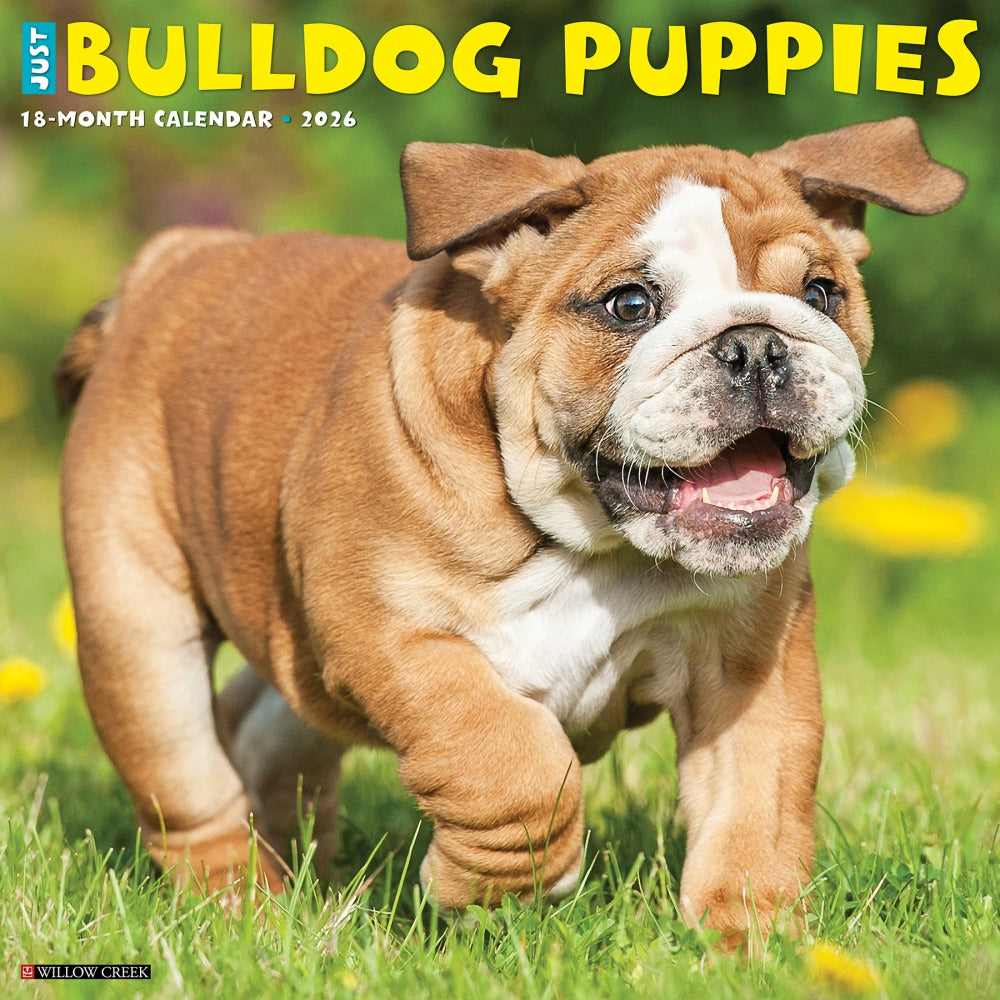 2026 Willow Creek Press Animals Monthly Wall Calendar, 12in x 12in, Bulldog Puppies, January To December, 50422