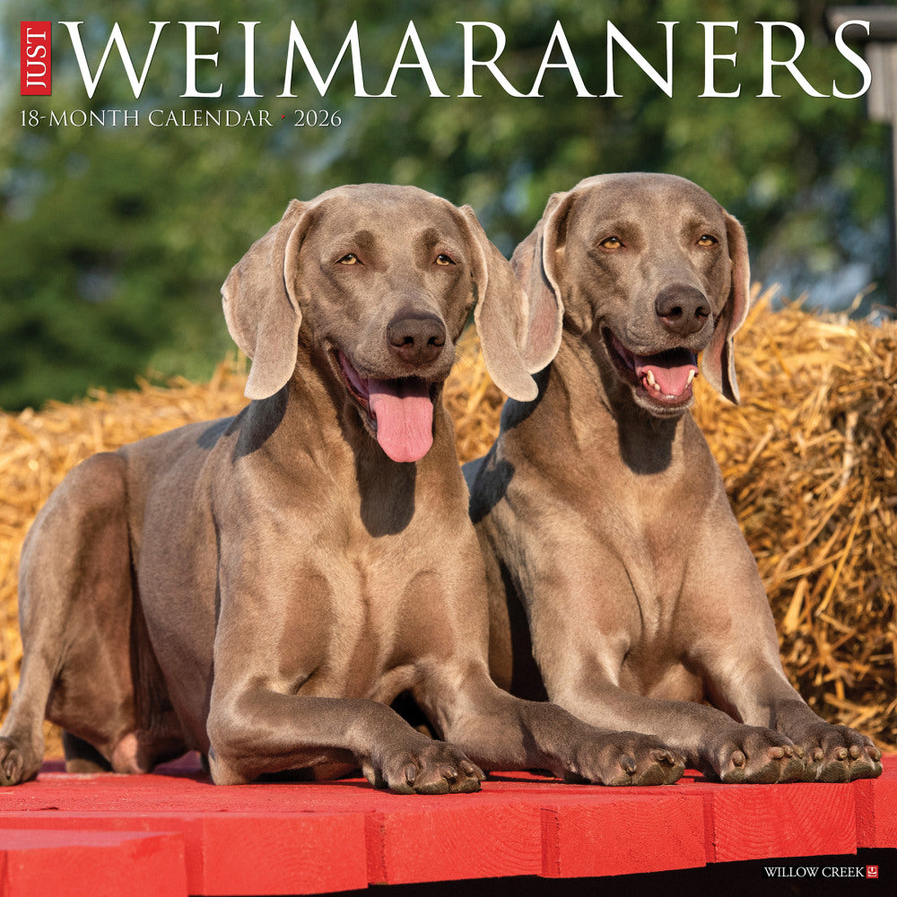 2026 Willow Creek Press Animals Monthly Wall Calendar, 12in x 12in, Weimaraners, January To December, 53119