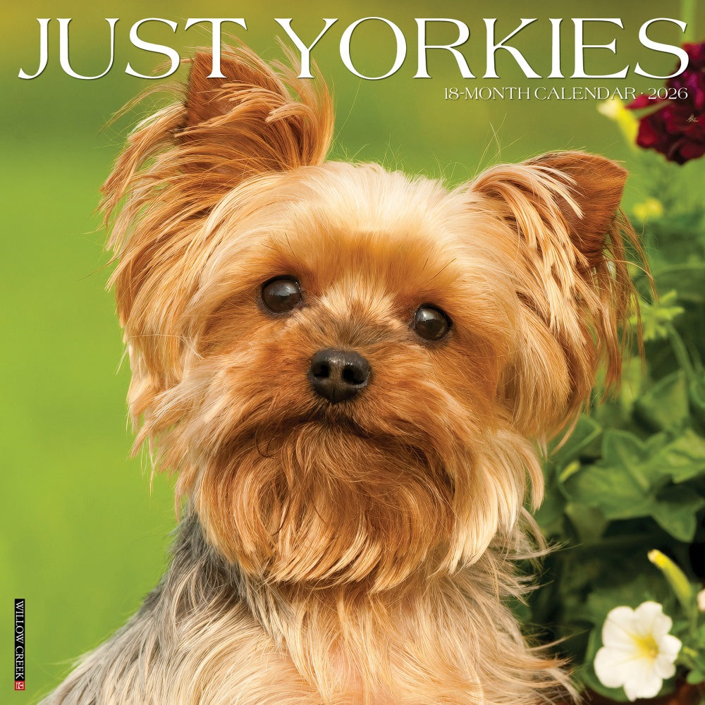 2026 Willow Creek Press Animals Monthly Wall Calendar, 12in x 12in, Yorkies, January To December, 53379