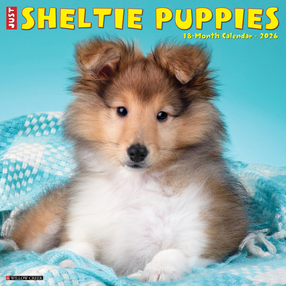 2026 Willow Creek Press Animals Monthly Wall Calendar, 12in x 12in, Sheltie Puppies, January To December, 52754