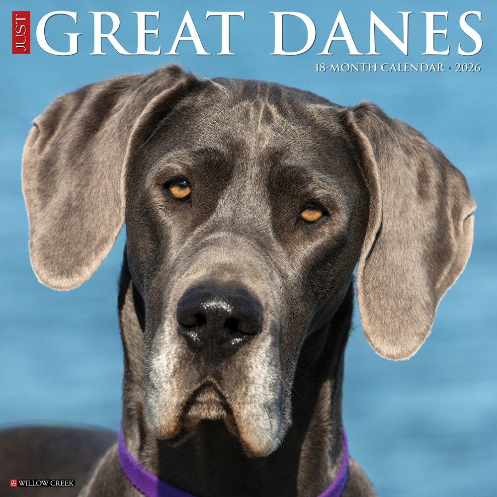 2026 Willow Creek Press Animals Monthly Wall Calendar, 12in x 12in, Great Danes, January To December, 51351