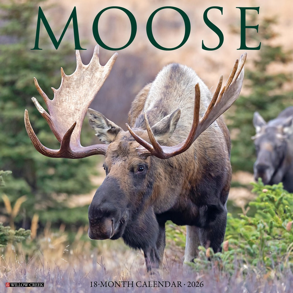 2026 Willow Creek Press Animals Monthly Wall Calendar, 12in x 12in, Moose, January To December, 52020