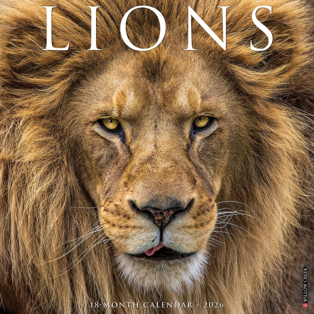 2026 Willow Creek Press Animals Monthly Wall Calendar, 12in x 12in, Lions, January To December, 55915